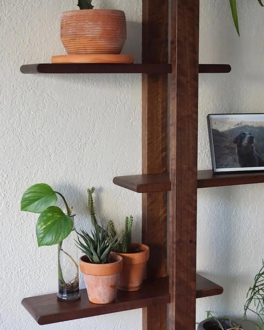 5 Tier Walnut Shift Shelf  - Handmade Solid Wood Wall Shelf for Plants, Art, Books & Photos | Adjustable, Mid-Century Modern - XEILI
